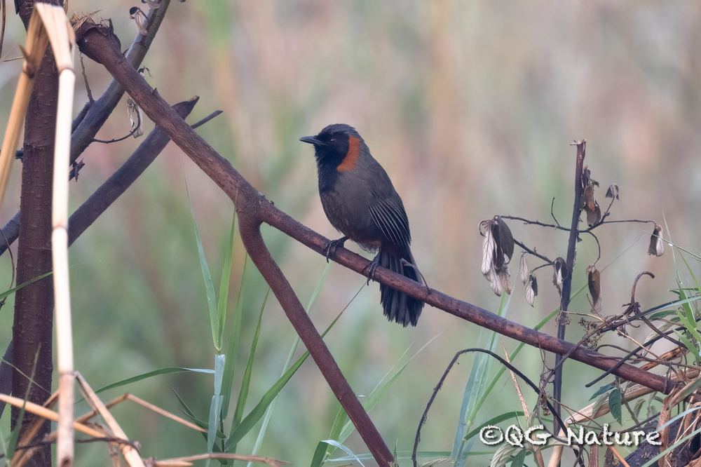 Rufous-necked Laughingthrush