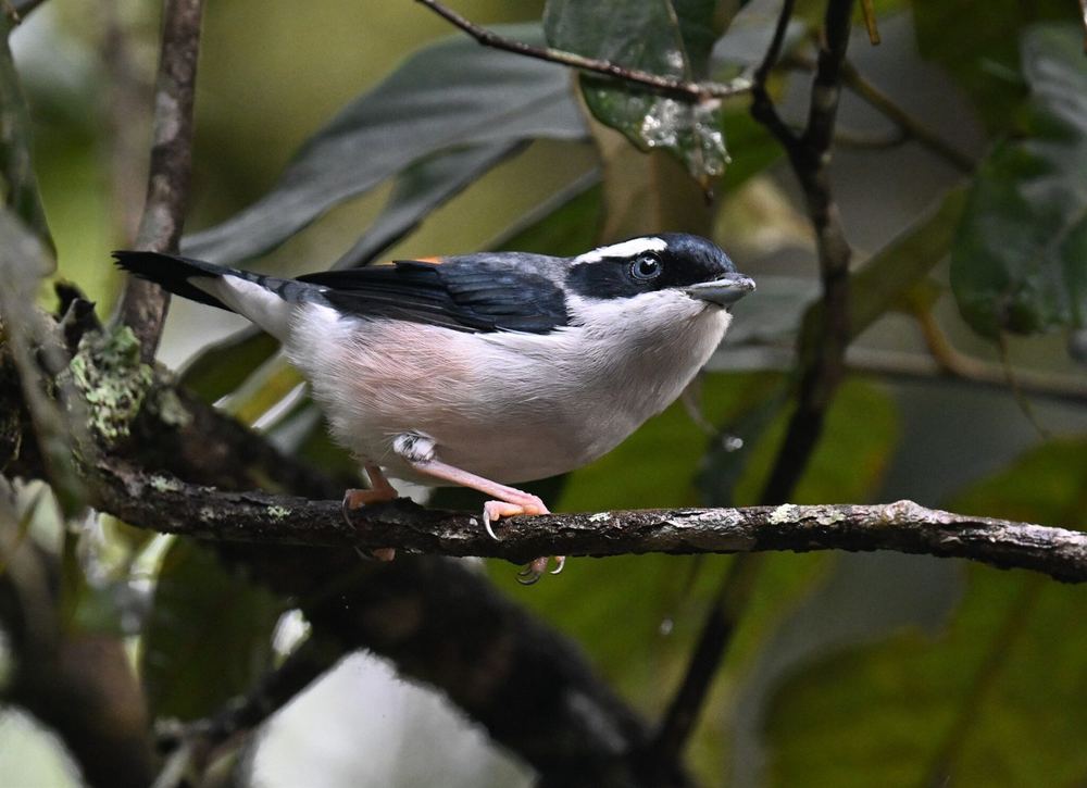 White-Browed Shrike-Babbler
