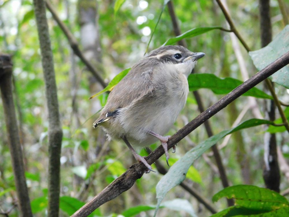 Pied Shrike-babbler
