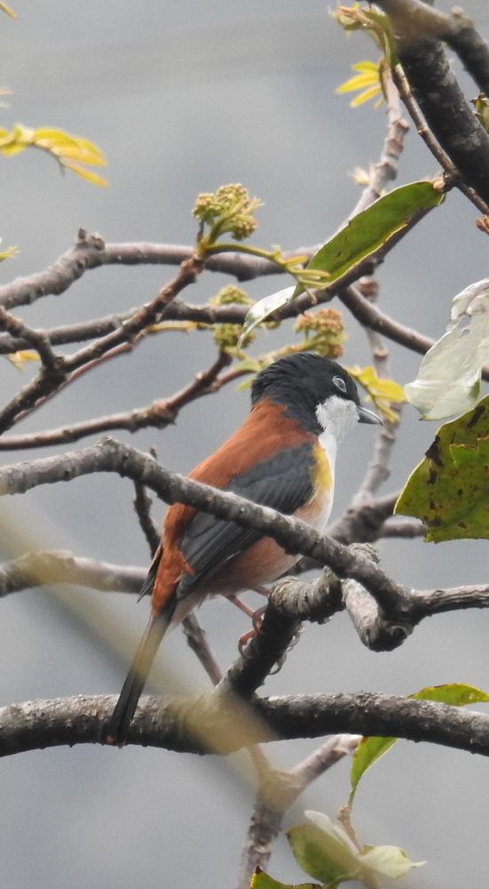 Black-headed Shrike-babbler