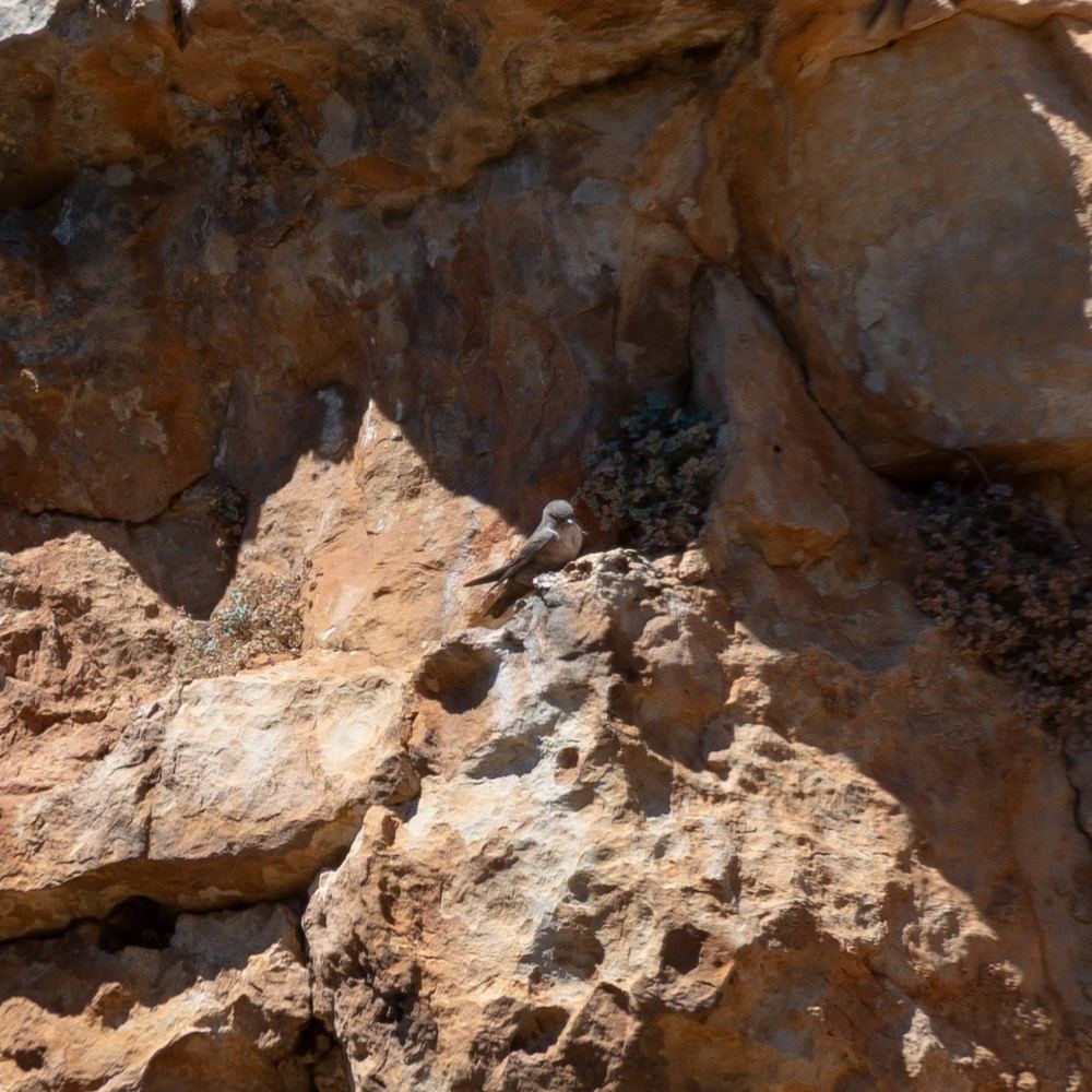 Eurasian Crag Martin
