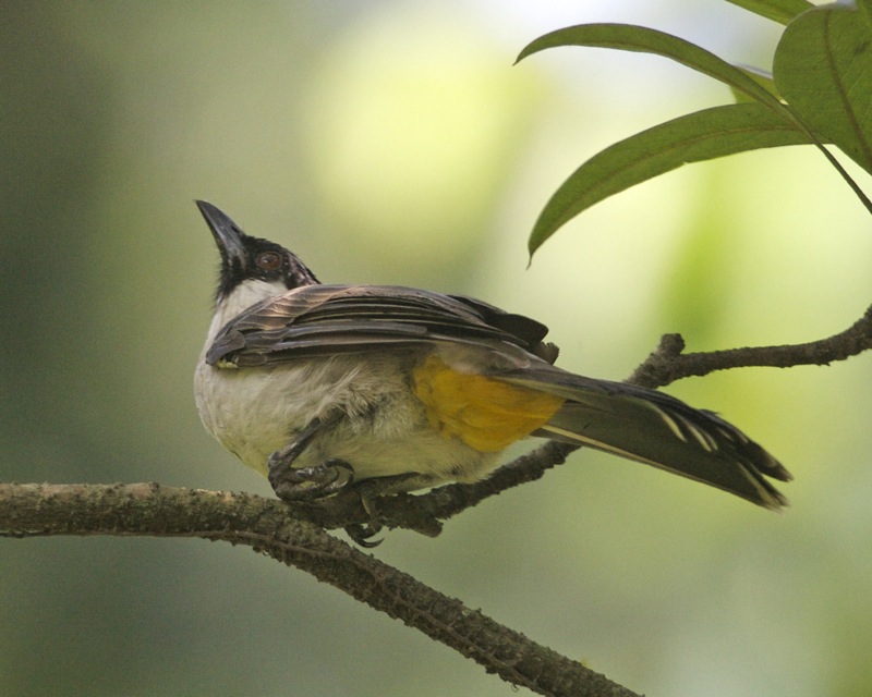 Sooty-Headed Bulbul