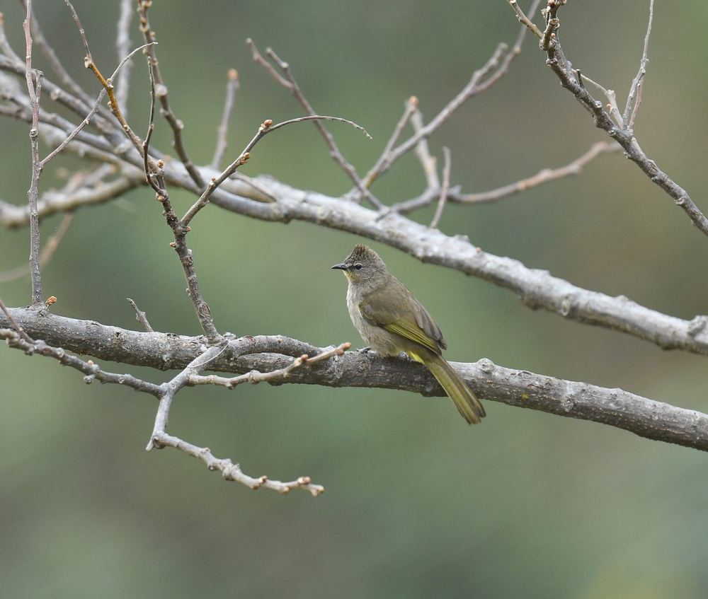 Flavescent Bulbul