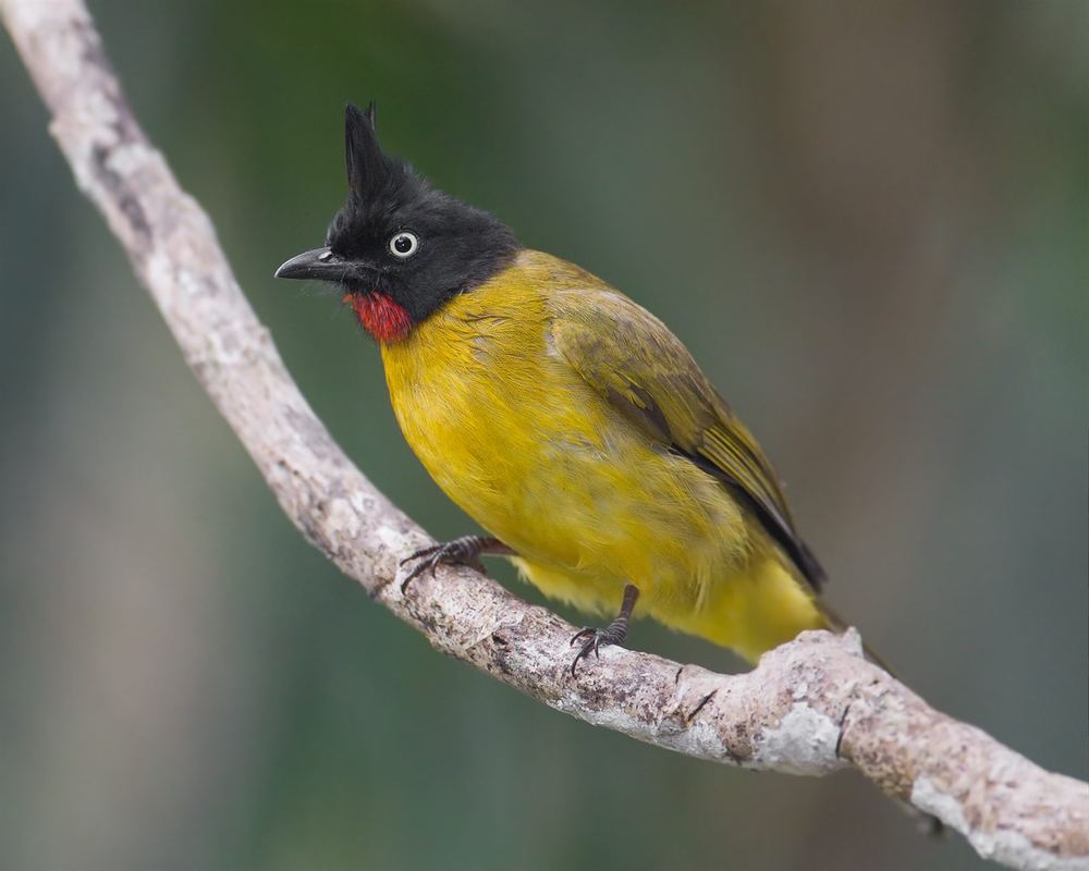 Black-crested Bulbul