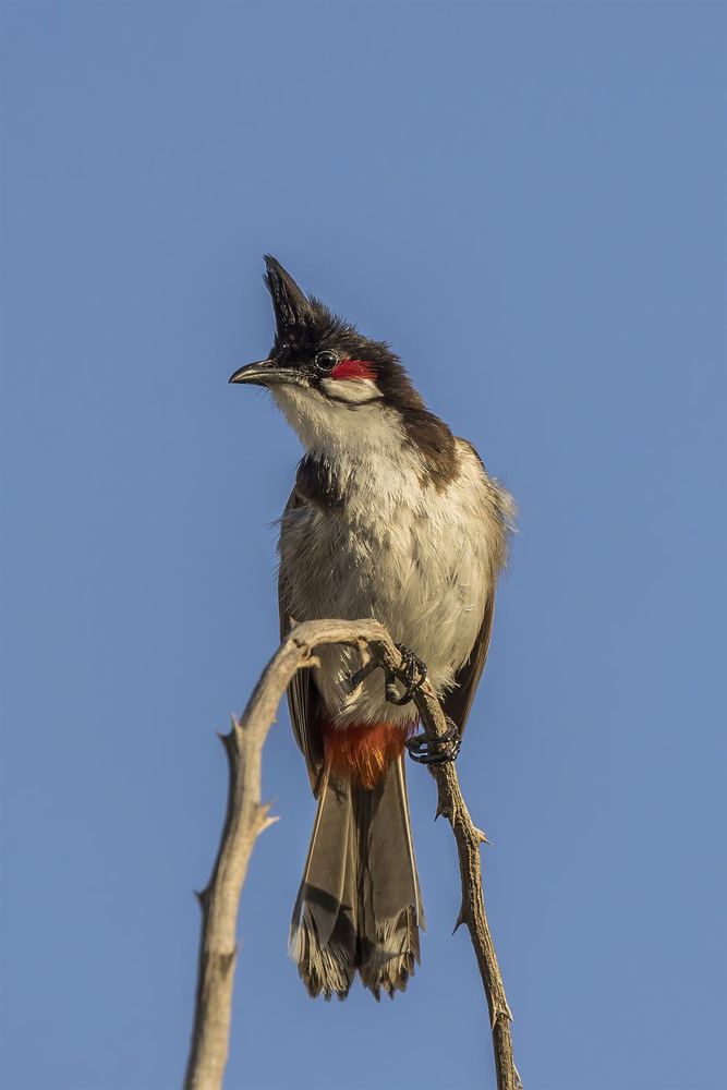 Red-Whiskered Bulbul
