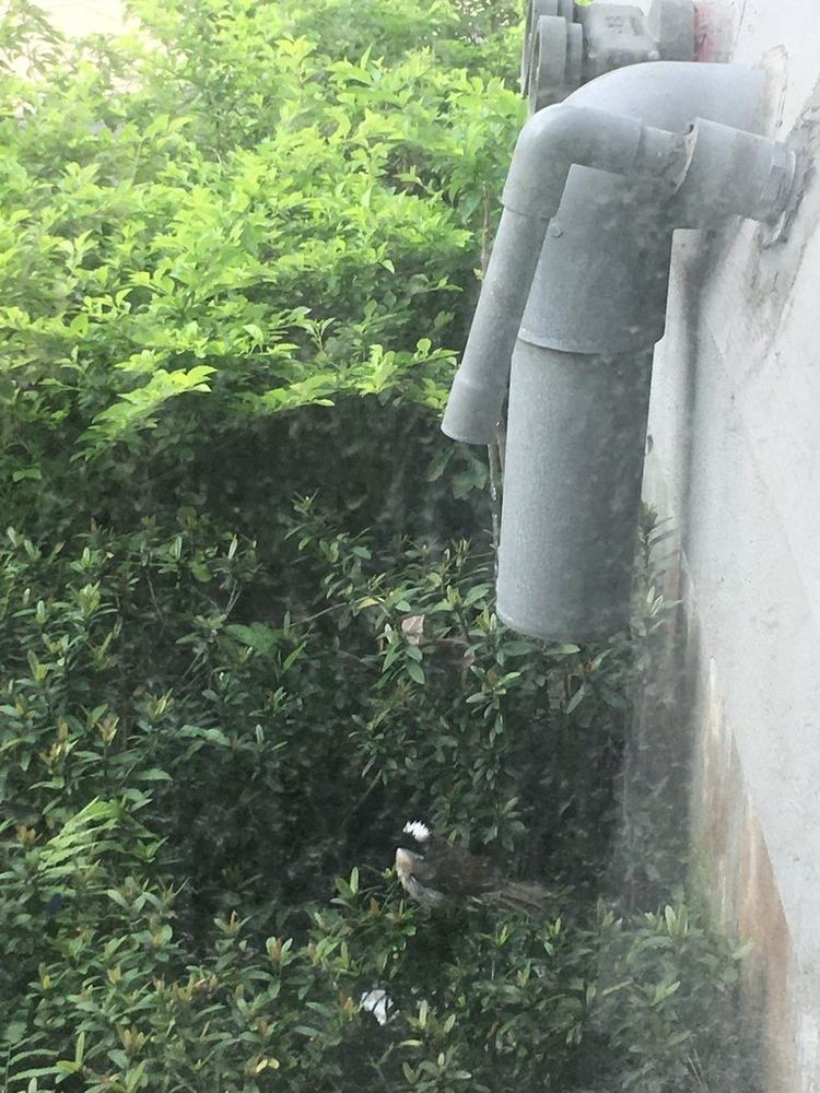 Light-vented Bulbul