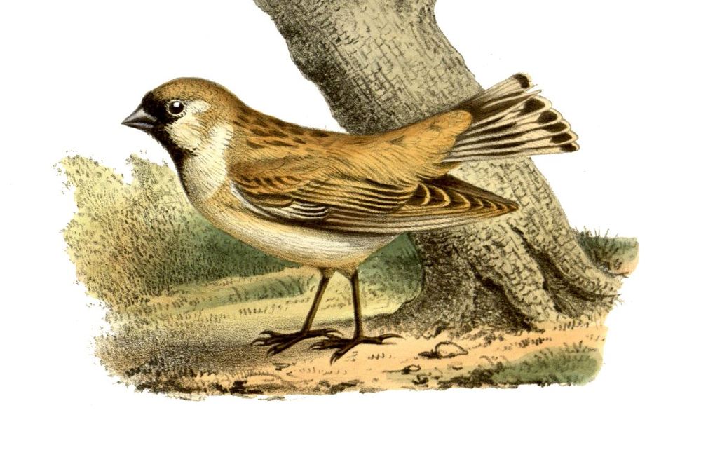 Pyrgilauda davidiana
