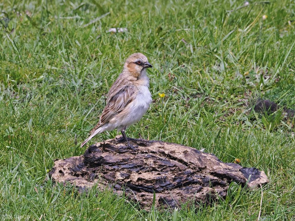 Rufous-necked Snowfinch