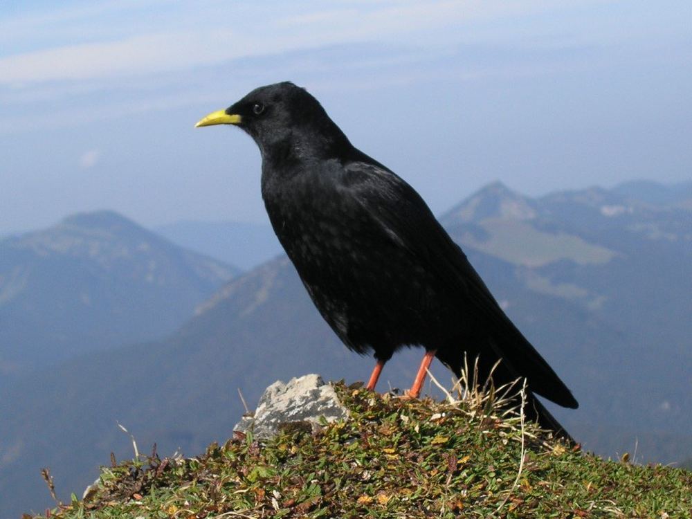 Alpine Chough