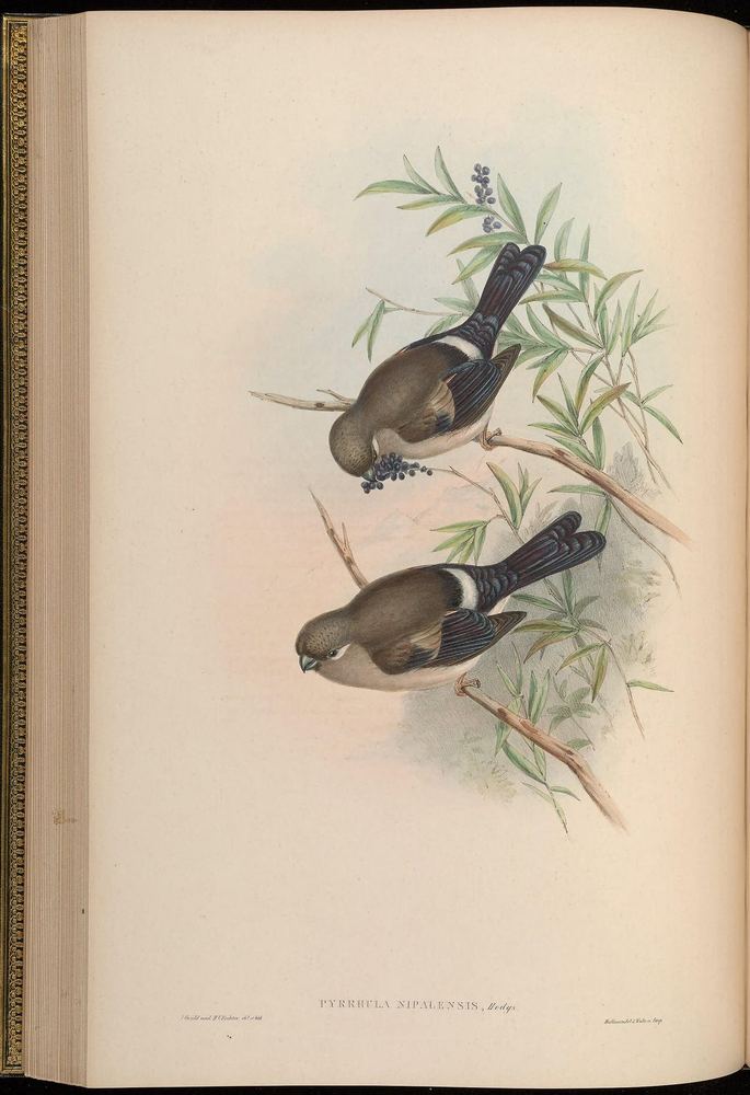 Brown Bullfinch