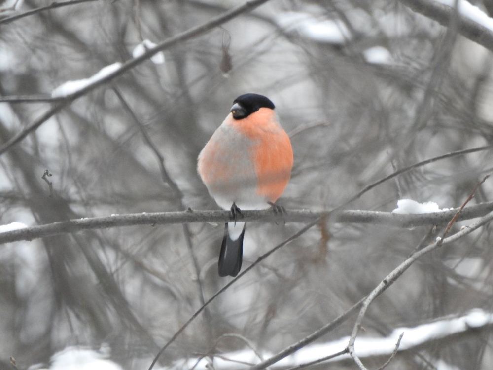 Eurasian Bullfinch