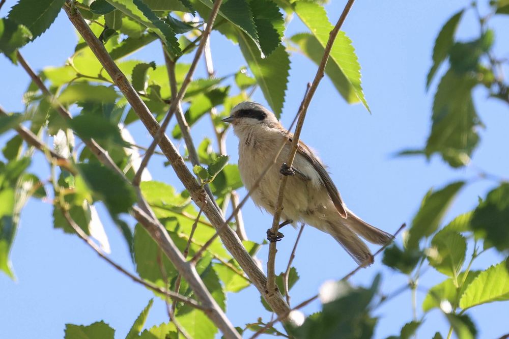 White-crowned Penduline Tit