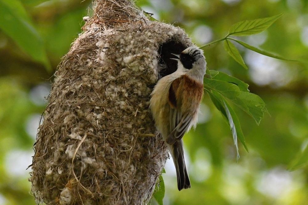 Eurasian Penduline Tit