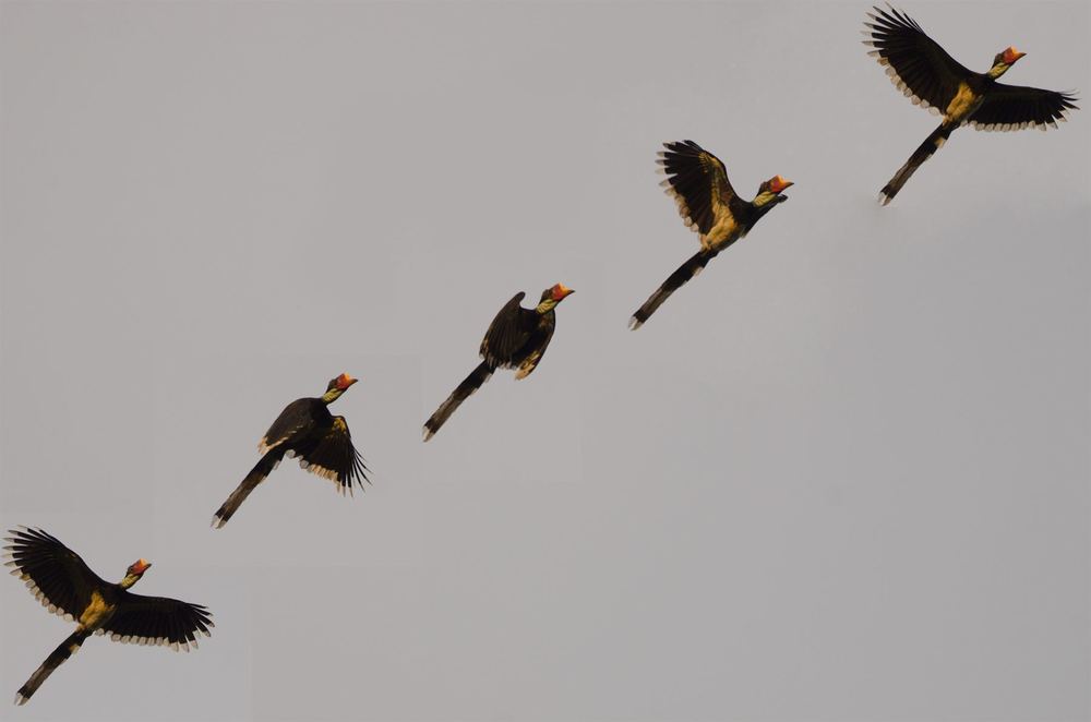 Helmeted Hornbill