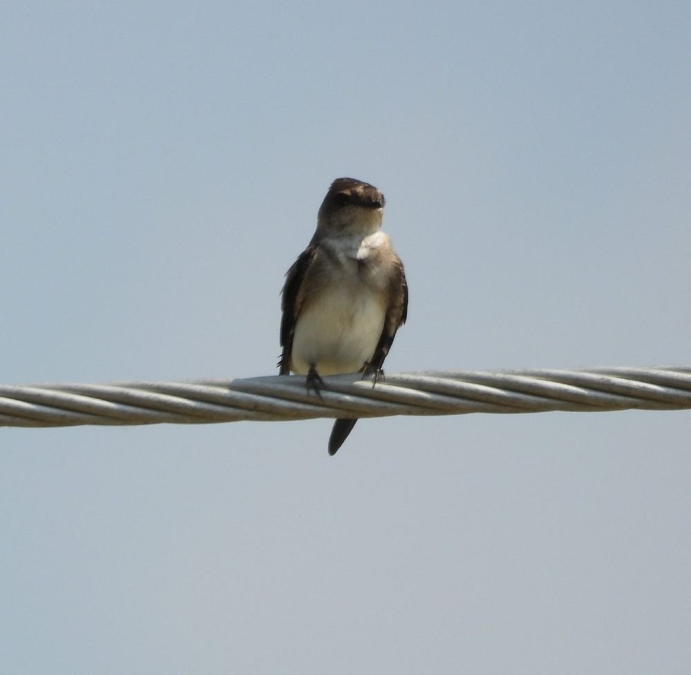 Grey-throated Martin