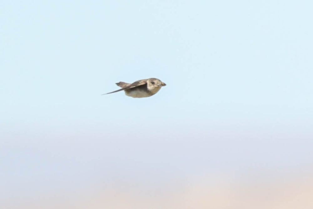 Pale Martin