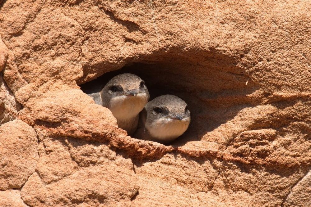 Bank Swallow