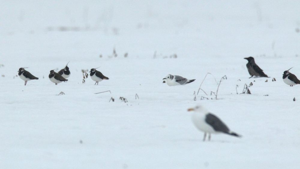 Black-legged Kittiwake
