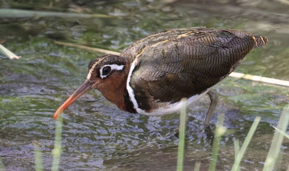Greater Painted-Snipe