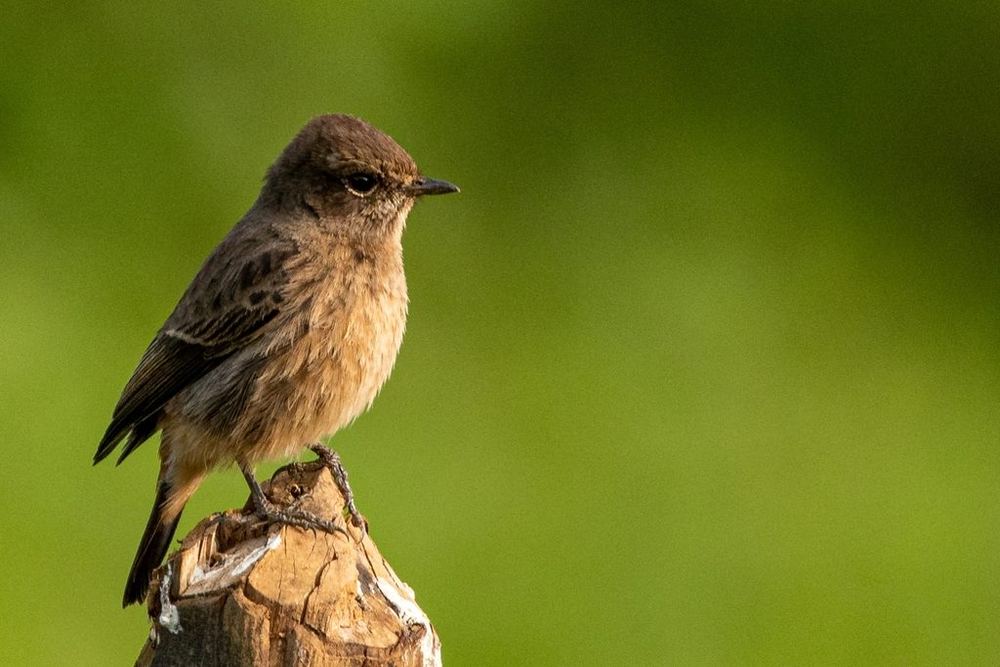 Pied Bushchat