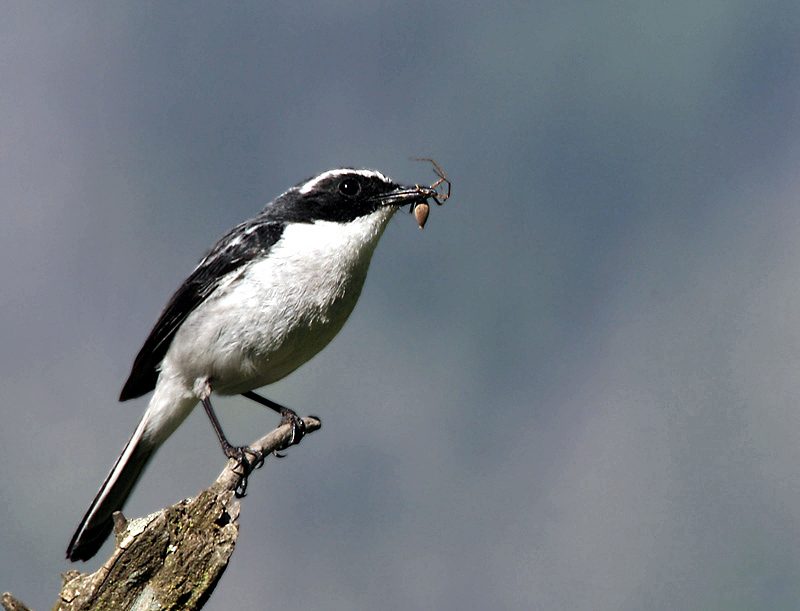 Grey Bush Chat