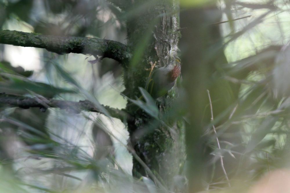 Schoeniparus variegaticeps