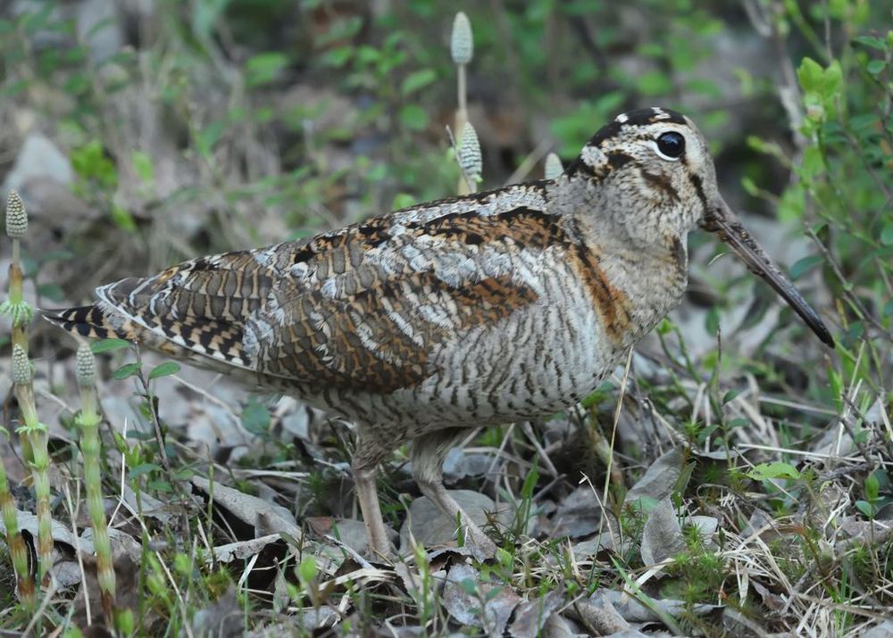 Eurasian Woodcock