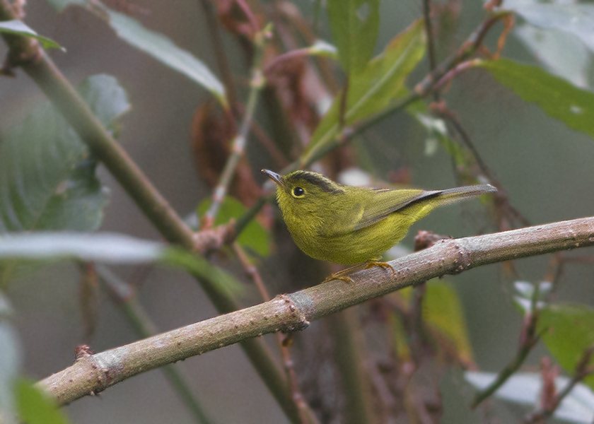 Green-crowned Warbler