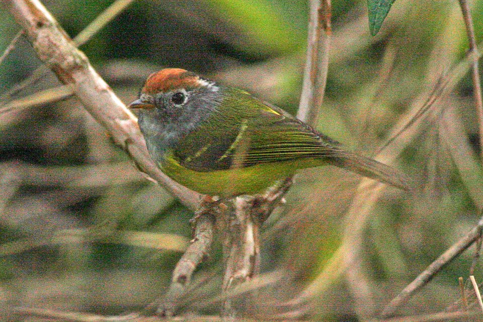Chestnut-crowned Warbler