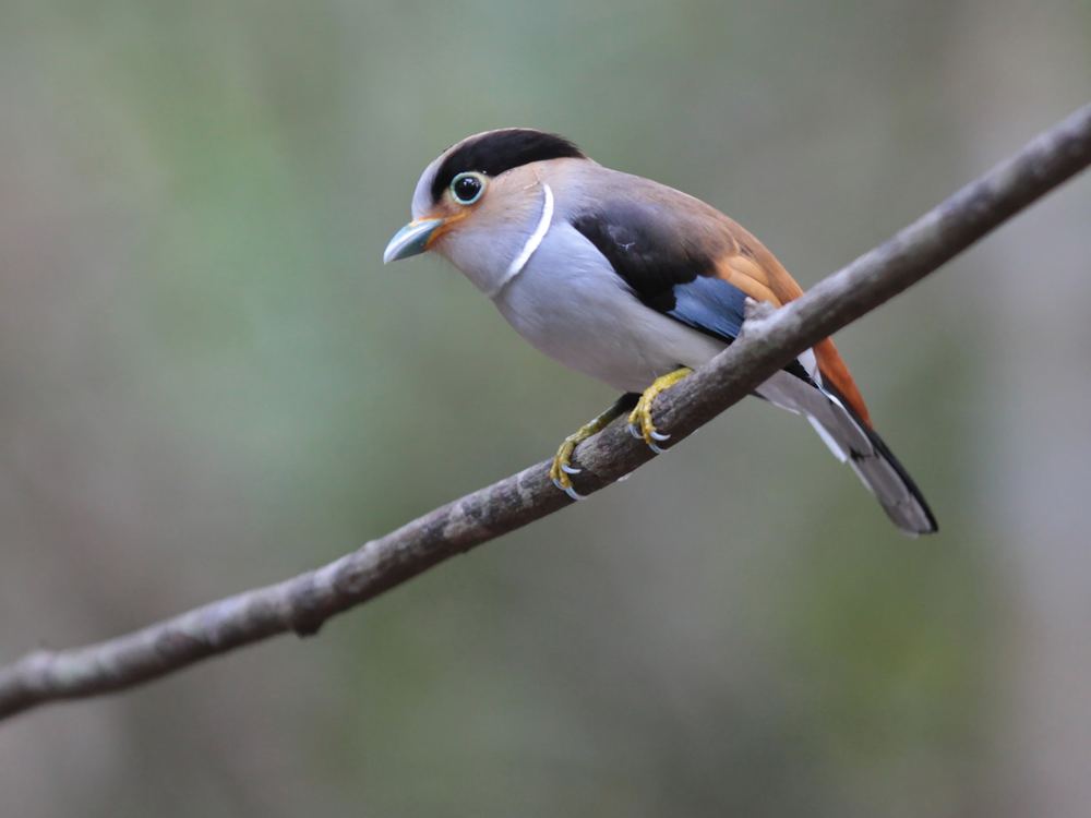 Silver-Breasted Broadbill