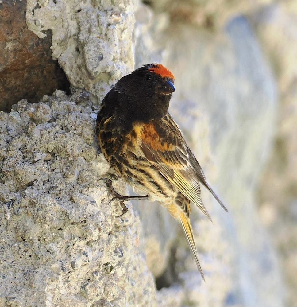 Red-fronted Serin