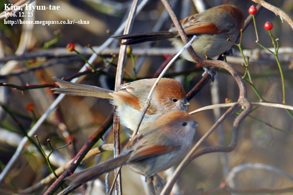 Vinous-throated Parrotbill