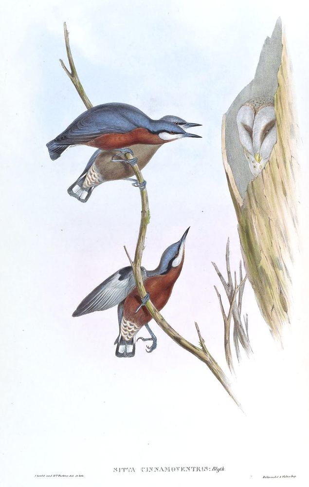 Chestnut-bellied Nuthatch