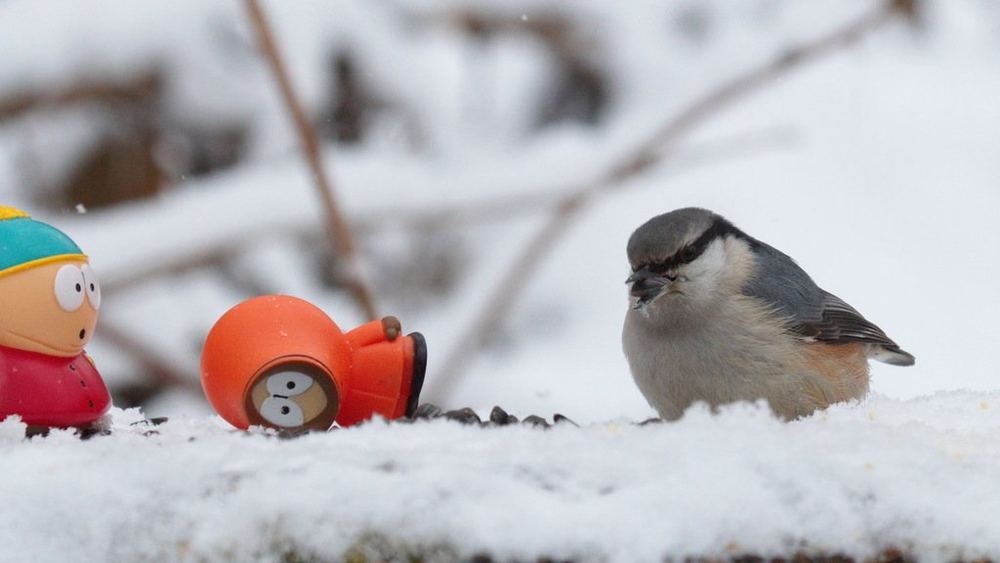 Eurasian Nuthatch
