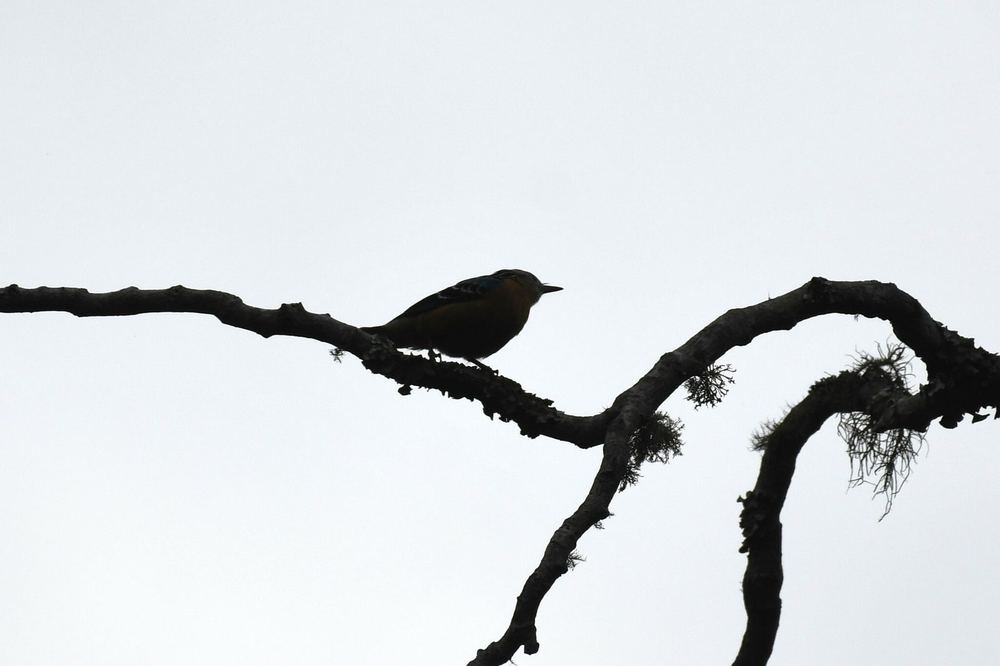 Beautiful Nuthatch