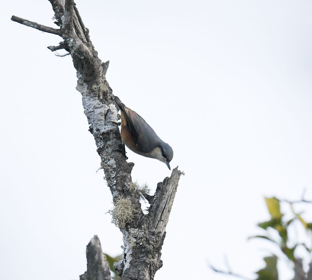 White-tailed Nuthatch