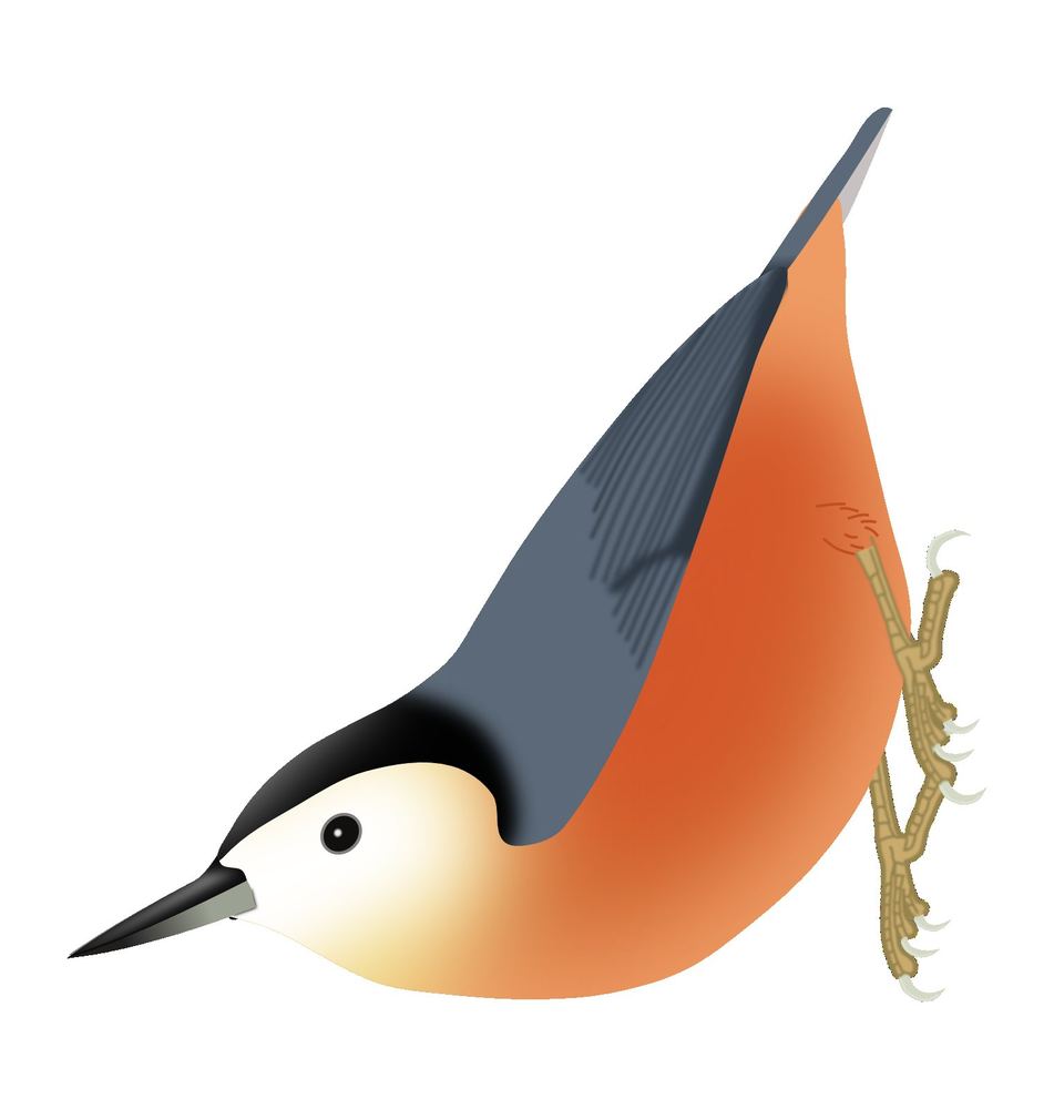 Sitta przewalskii