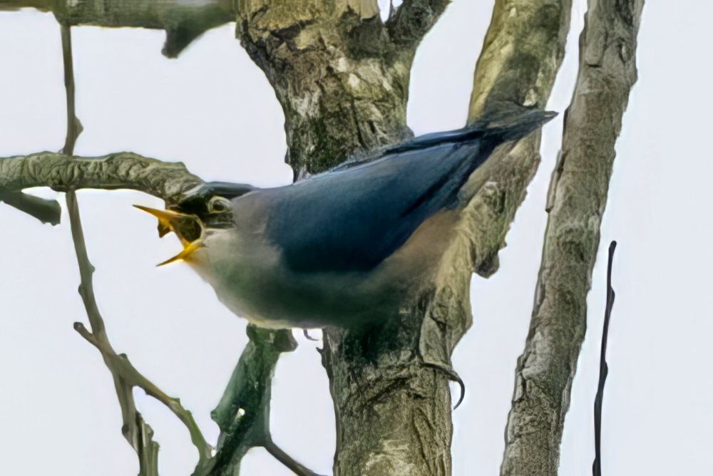 Yellow-billed Nuthatch