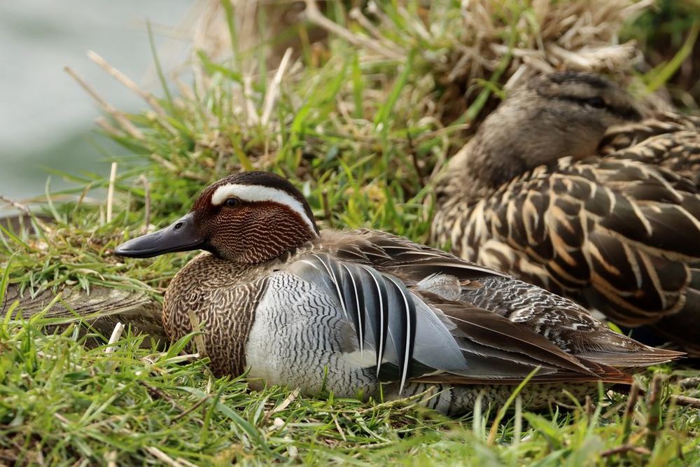 Garganey