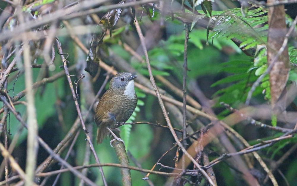 Pale-throated Wren-babbler