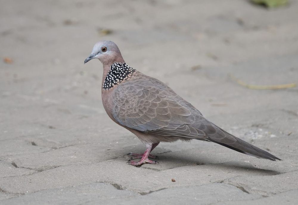 Spotted Dove