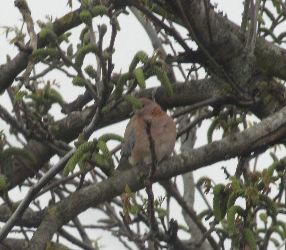 Laughing Dove