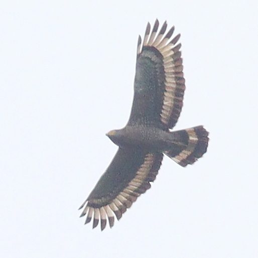 Crested Serpent-Eagle