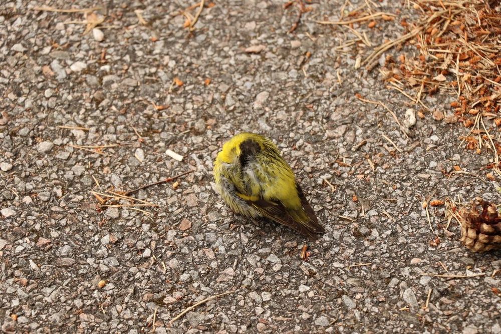 Eurasian Siskin
