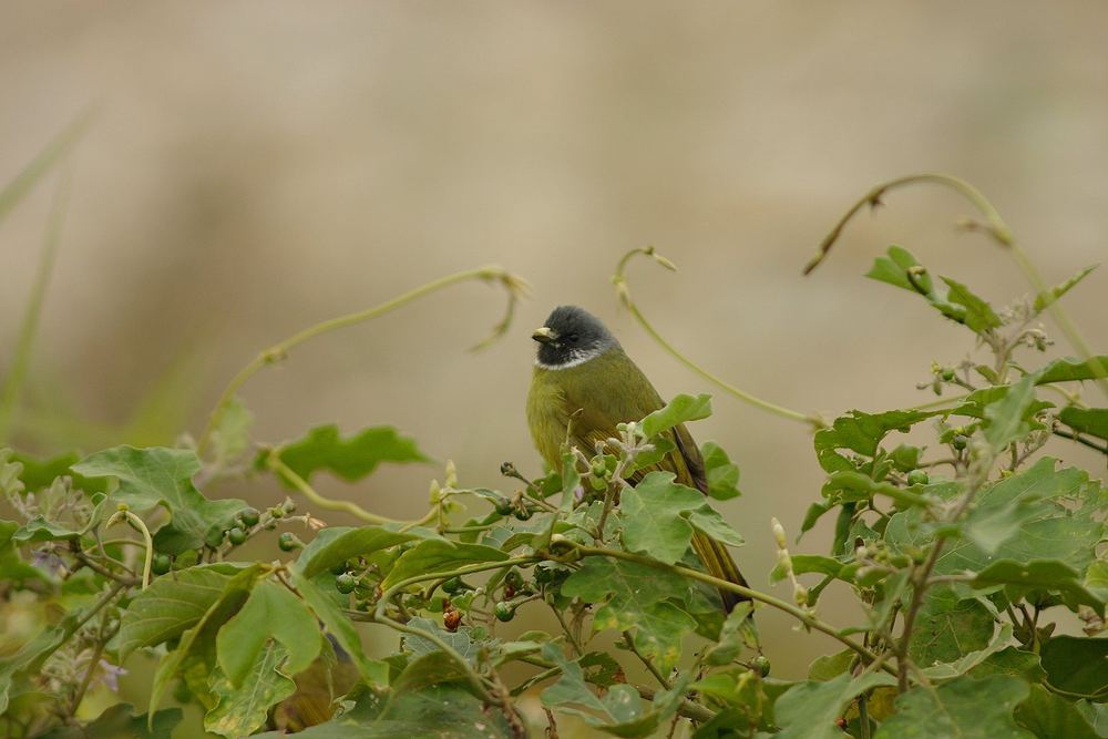 Collared Finchbill
