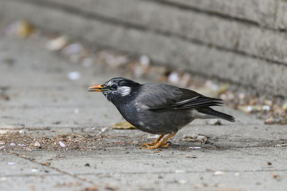 White-cheeked Starling