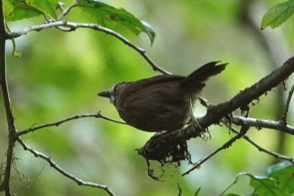 Gray-Throated Babbler