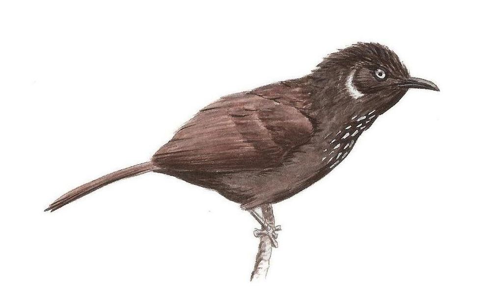 Stachyris nonggangensis