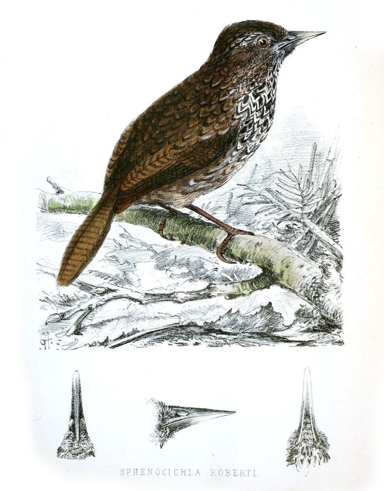 Cachar Wedge-billed Babbler