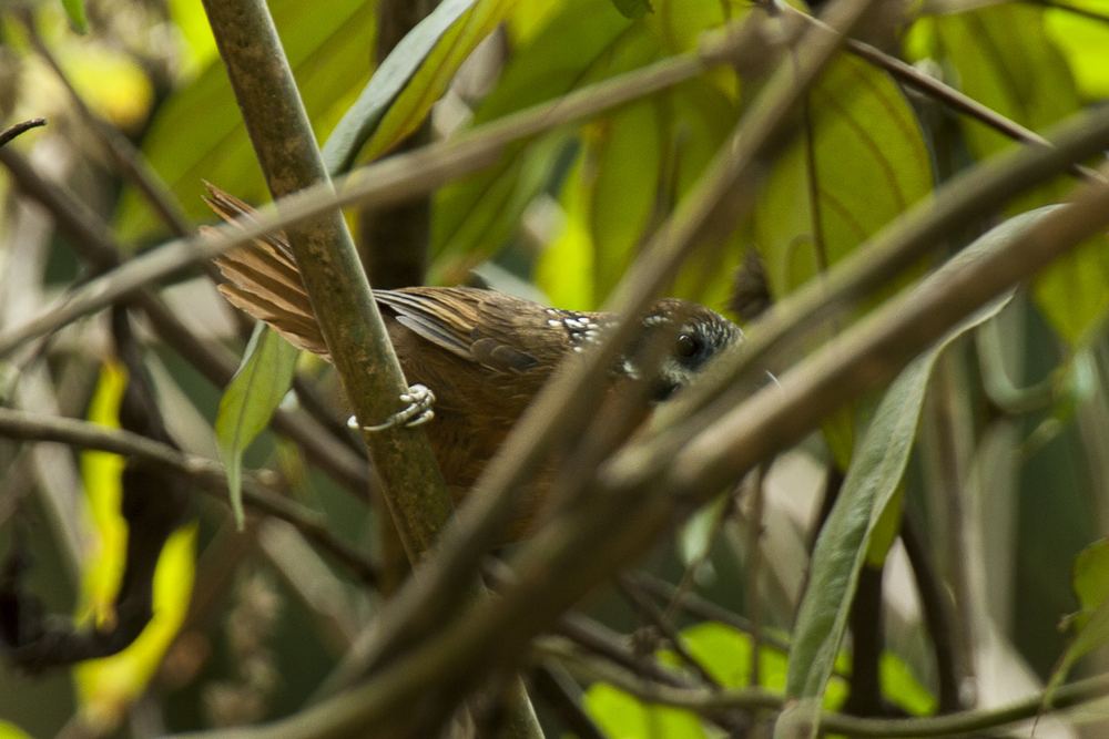 Spot-Necked Babbler